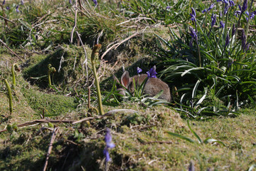 Hidden rabbit