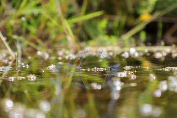 Damselflies