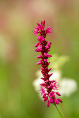 Wild flowers on the coast