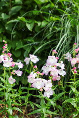 Wild flowers on the coast