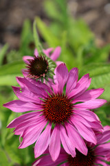 Wild flowers on the coast
