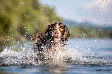 Dog playing in water - English Springer Spaniel