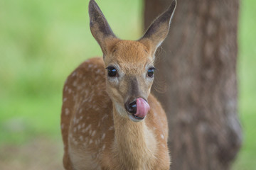 Young deer, Cervidae, standing on a sunny summer afternoon