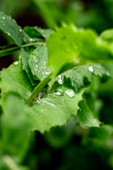 green leaf with water drops