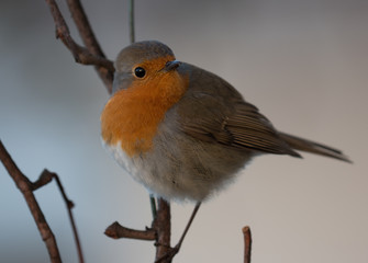 Robin in the garden