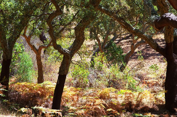 mediterranean forest in Serra Ossa, south of Portugal