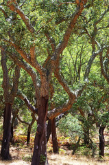 mediterranean forest in Serra Ossa, south of Portugal
