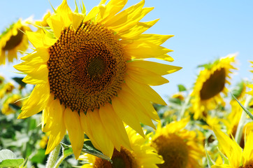 Fototapeta premium sunflowers in field at south of Portugal
