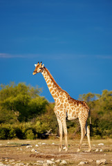 Naklejka na ściany i meble Giraffe in the savannah.