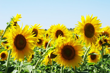 sunflowers in field at south of Portugal