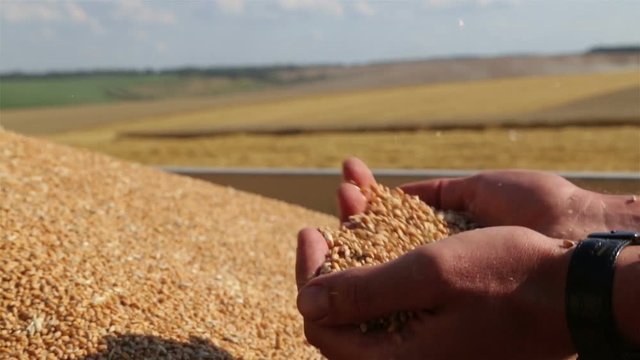 Male hands with wheat seeds. Closeup hands with grains of wheat.
