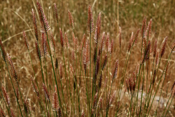 field of wheat
