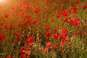 Obraz premium Poppies in the field
