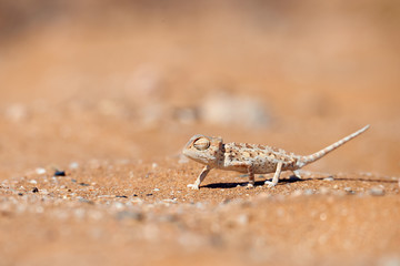 Baby Namaqua chameleon
