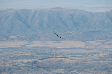 A condor front view