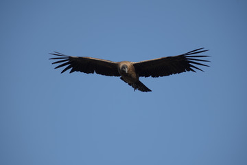 Andean  condor female