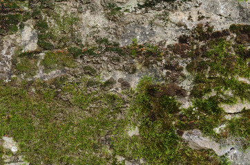 Old stone wall with green moss. Rustic wall texture background
