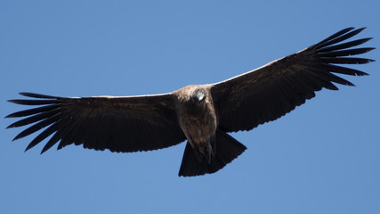 Front of condor