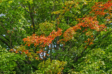 Maple Trees Ready for Fall