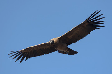 Front side view of a  condor