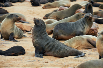 Obraz premium Colony of fur seals in Namibia