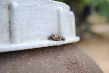 A little frog