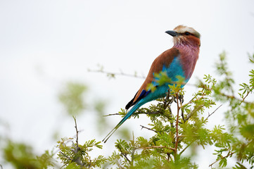 Lilac breasted roller