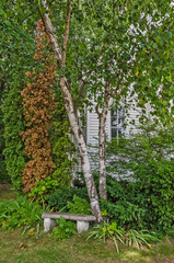 Stone Bench By Trees