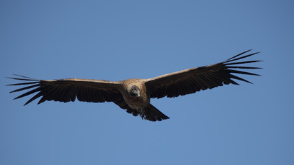 Fototapeta na wymiar Front view of an andean condor