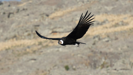 Male adult condor