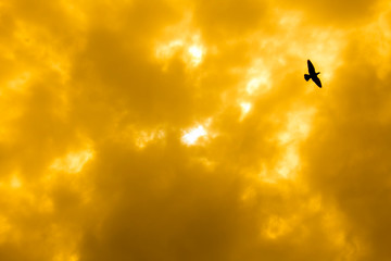 Background with flying birds in various colors