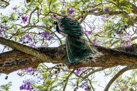 Indian peacock (pavo cristatus) on top of jacarand&aacute; tree branches