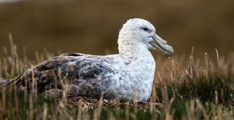 A southern giant petrel at rest on South Georgia Island