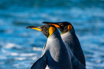 A pair of King Penguins on the Falkland Islands