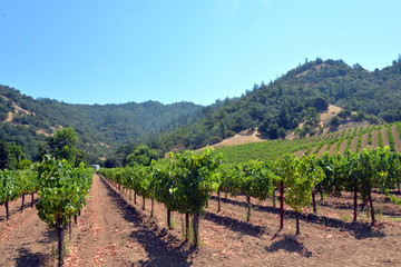 Fototapeta na wymiar Napa Valley Wine Vineyard