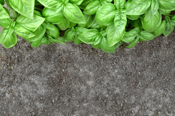 Fresh green basil and black soil as a nature background. Top view, copy space
