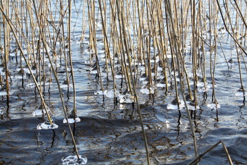 The reeds in the water showing ice at the water surface in winter