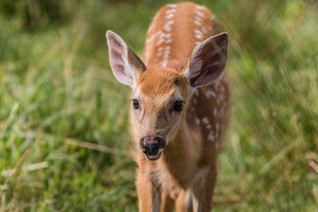 Young deer, Cervidae, standing in grass on a sunny summer afternoon