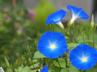 青いアサガオの花