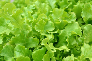 Fresh green salad as a nature background. Close-up, selective focus