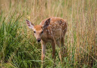 Young deer, Cervidae, standing in grass on a sunny summer afternoon