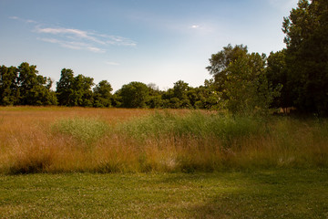 Long grass landscape type photo. Room for copy space. Photo shows beauty of Ontario nature