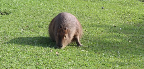 Capybara on the grass