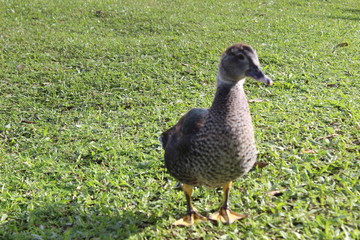 duck on grass