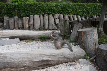Ardilla comiendo en el parque