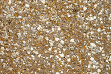 Flat sandstone surface with lichen spots, decorative natural background or backdrop element.