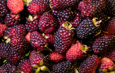 Bunch of blackberries with leaves