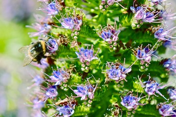 Bees in the Park Güell