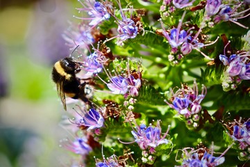 Bees in the Park Güell