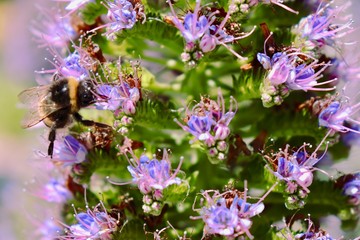 Bees in the Park Güell